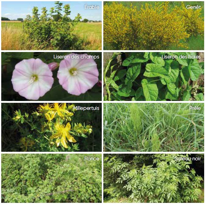 BOFIX - Herbicide utilisé sur les céréales et les prairies - Ternoclic