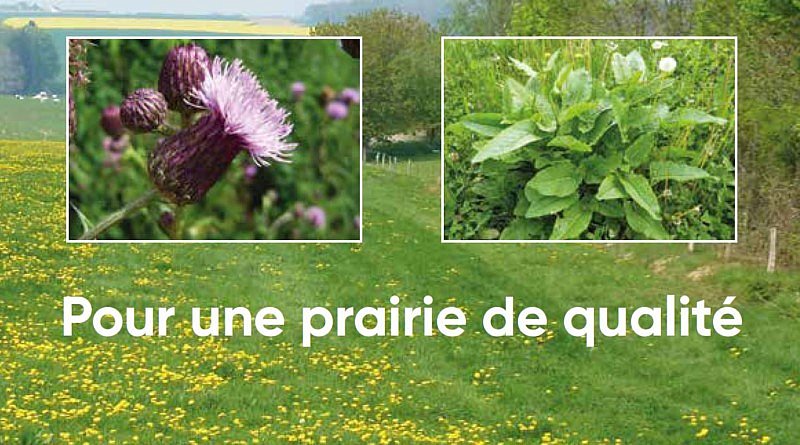 Herbicide Garlon Désherbant sélectif Gazon jardin fluroxypyr