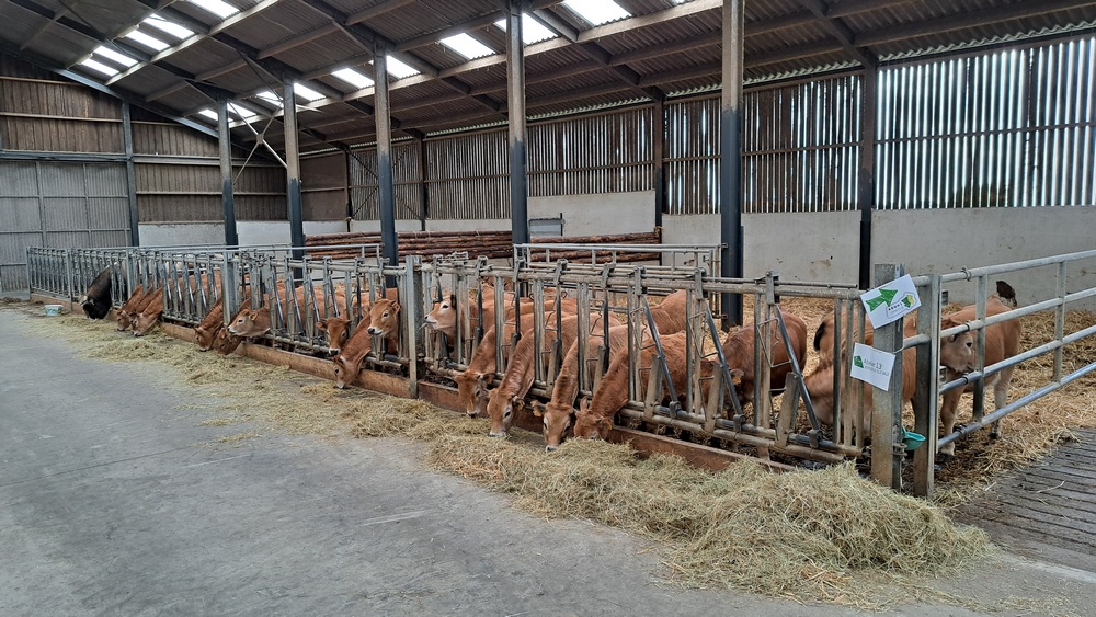 Bovins Aubrac