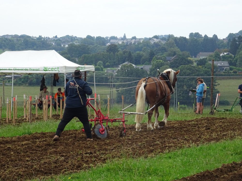 Utilisation cheval de trait